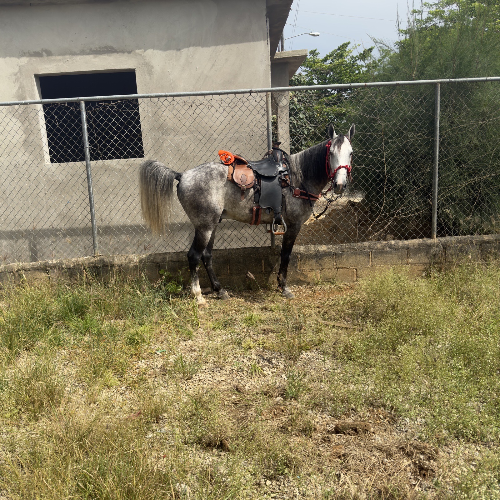topo