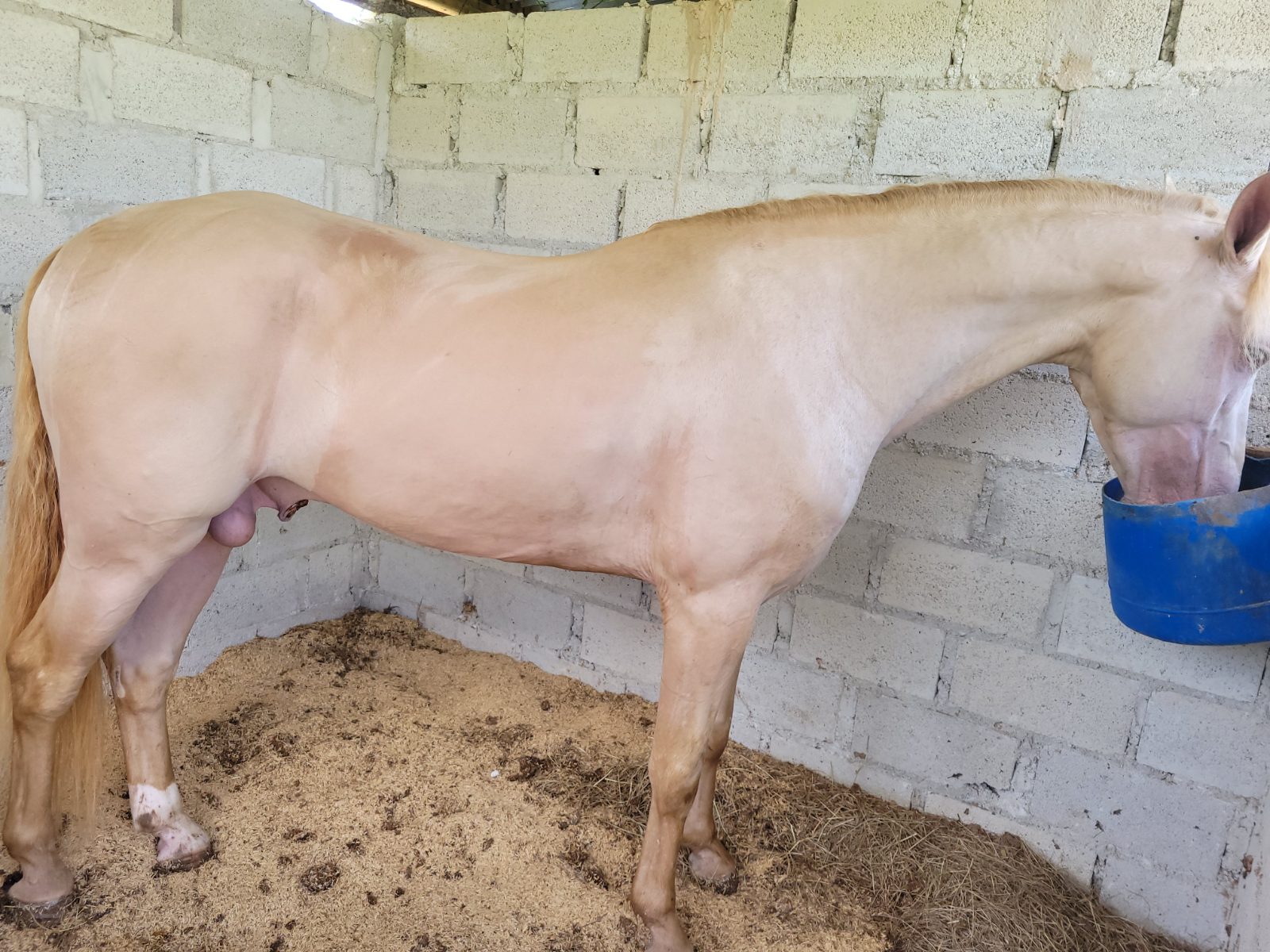 Primogénito de Apolo 